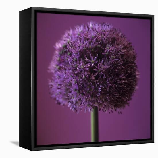 Allium Flower (Allium Sp.)-Cristina-Framed Premier Image Canvas