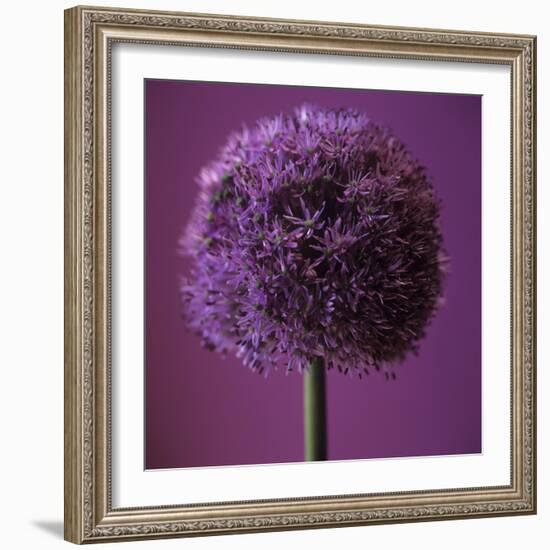 Allium Flower (Allium Sp.)-Cristina-Framed Premium Photographic Print