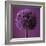 Allium Flower (Allium Sp.)-Cristina-Framed Premium Photographic Print