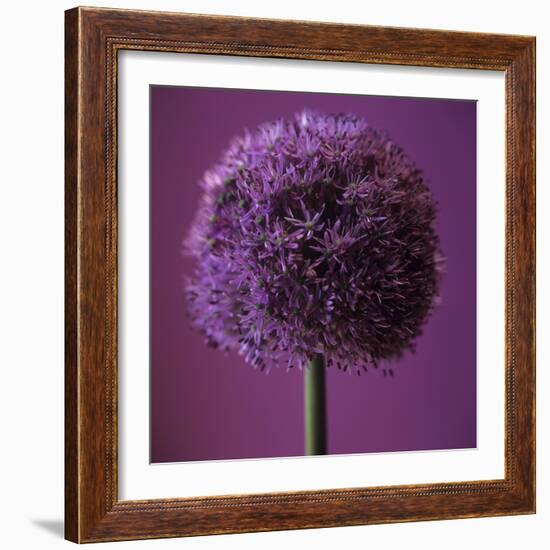 Allium Flower (Allium Sp.)-Cristina-Framed Premium Photographic Print