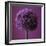 Allium Flower (Allium Sp.)-Cristina-Framed Premium Photographic Print