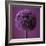 Allium Flower (Allium Sp.)-Cristina-Framed Premium Photographic Print