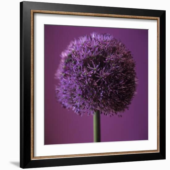 Allium Flower (Allium Sp.)-Cristina-Framed Premium Photographic Print