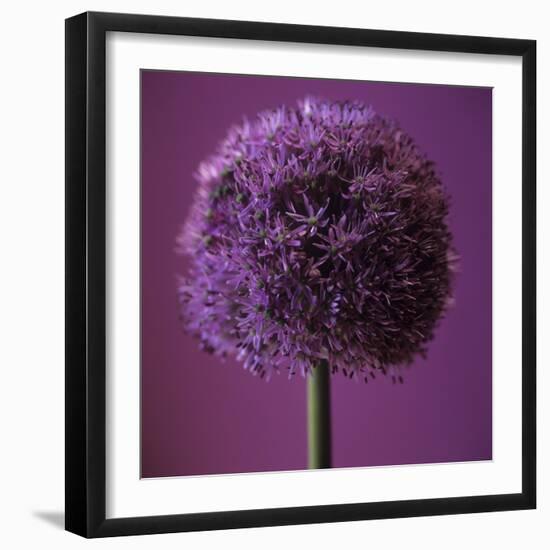 Allium Flower (Allium Sp.)-Cristina-Framed Premium Photographic Print