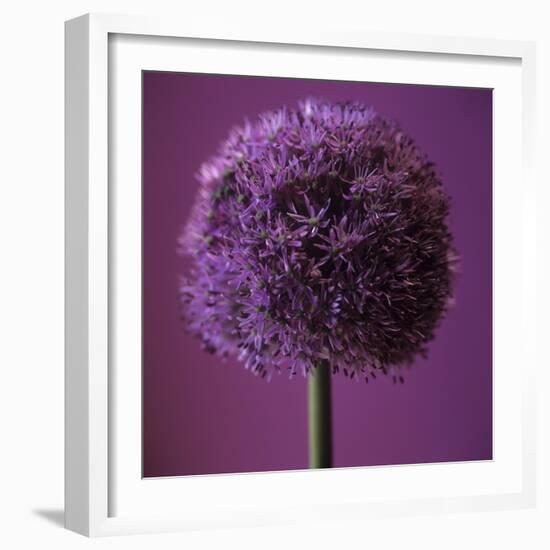 Allium Flower (Allium Sp.)-Cristina-Framed Premium Photographic Print