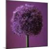 Allium Flower (Allium Sp.)-Cristina-Mounted Premium Photographic Print