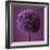 Allium Flower (Allium Sp.)-Cristina-Framed Premium Photographic Print