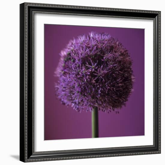 Allium Flower (Allium Sp.)-Cristina-Framed Premium Photographic Print