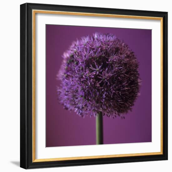 Allium Flower (Allium Sp.)-Cristina-Framed Premium Photographic Print