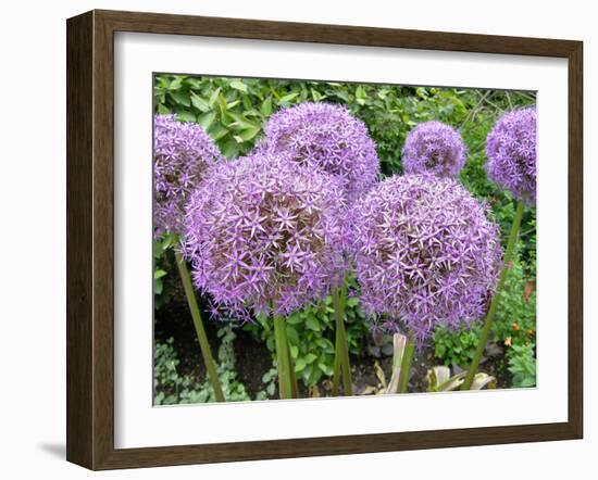 Allium Flower (Allium Sp.)-Tony Craddock-Framed Photographic Print