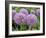 Allium Flower (Allium Sp.)-Tony Craddock-Framed Photographic Print