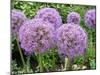 Allium Flower (Allium Sp.)-Tony Craddock-Mounted Photographic Print