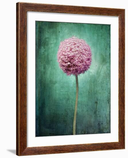 Allium, Flower, Blossom, Still Life, Allium Giganteum, Pink, Turquoise-Axel Killian-Framed Photographic Print