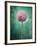 Allium, Flower, Blossom, Still Life, Allium Giganteum, Pink, Turquoise-Axel Killian-Framed Photographic Print