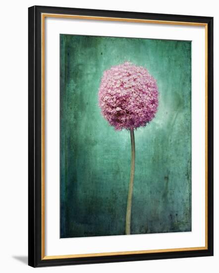 Allium, Flower, Blossom, Still Life, Allium Giganteum, Pink, Turquoise-Axel Killian-Framed Photographic Print