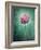 Allium, Flower, Blossom, Still Life, Allium Giganteum, Pink, Turquoise-Axel Killian-Framed Photographic Print