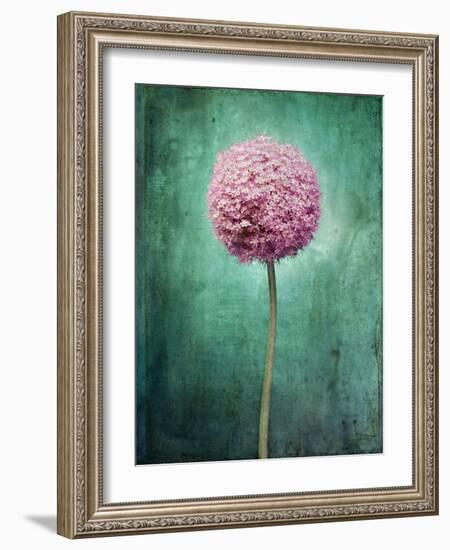 Allium, Flower, Blossom, Still Life, Allium Giganteum, Pink, Turquoise-Axel Killian-Framed Photographic Print