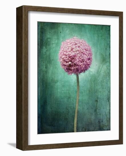 Allium, Flower, Blossom, Still Life, Allium Giganteum, Pink, Turquoise-Axel Killian-Framed Photographic Print