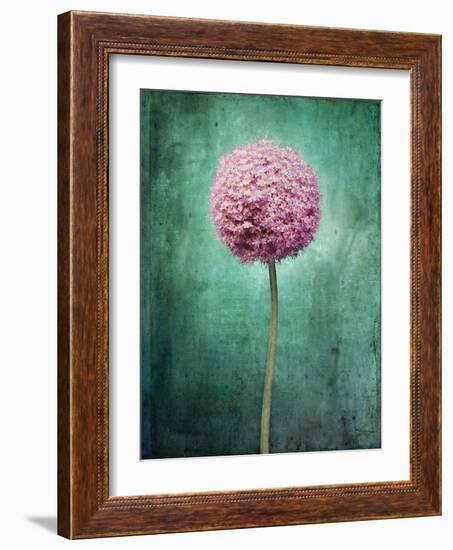 Allium, Flower, Blossom, Still Life, Allium Giganteum, Pink, Turquoise-Axel Killian-Framed Photographic Print