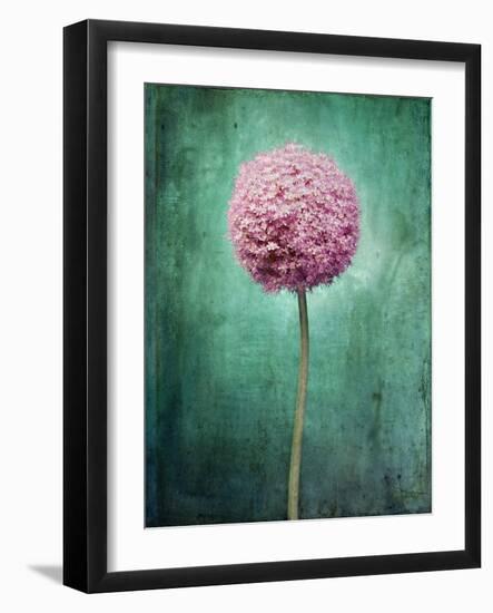 Allium, Flower, Blossom, Still Life, Allium Giganteum, Pink, Turquoise-Axel Killian-Framed Photographic Print