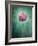 Allium, Flower, Blossom, Still Life, Allium Giganteum, Pink, Turquoise-Axel Killian-Framed Photographic Print