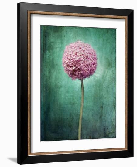 Allium, Flower, Blossom, Still Life, Allium Giganteum, Pink, Turquoise-Axel Killian-Framed Photographic Print