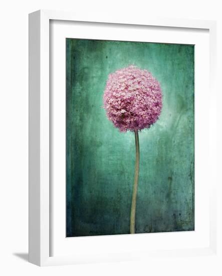 Allium, Flower, Blossom, Still Life, Allium Giganteum, Pink, Turquoise-Axel Killian-Framed Photographic Print