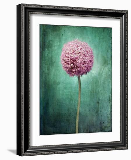 Allium, Flower, Blossom, Still Life, Allium Giganteum, Pink, Turquoise-Axel Killian-Framed Photographic Print