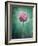 Allium, Flower, Blossom, Still Life, Allium Giganteum, Pink, Turquoise-Axel Killian-Framed Photographic Print