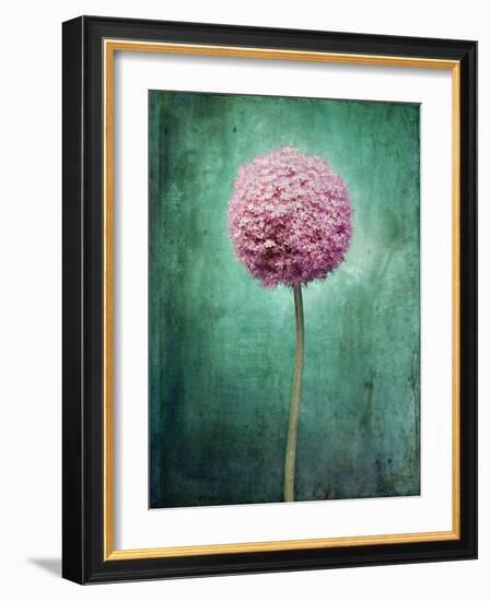 Allium, Flower, Blossom, Still Life, Allium Giganteum, Pink, Turquoise-Axel Killian-Framed Photographic Print