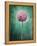 Allium, Flower, Blossom, Still Life, Allium Giganteum, Pink, Turquoise-Axel Killian-Framed Premier Image Canvas