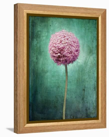 Allium, Flower, Blossom, Still Life, Allium Giganteum, Pink, Turquoise-Axel Killian-Framed Premier Image Canvas