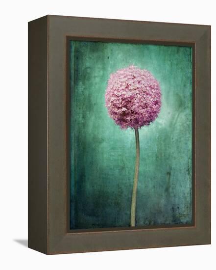 Allium, Flower, Blossom, Still Life, Allium Giganteum, Pink, Turquoise-Axel Killian-Framed Premier Image Canvas