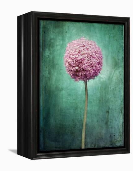 Allium, Flower, Blossom, Still Life, Allium Giganteum, Pink, Turquoise-Axel Killian-Framed Premier Image Canvas