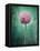 Allium, Flower, Blossom, Still Life, Allium Giganteum, Pink, Turquoise-Axel Killian-Framed Premier Image Canvas