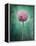 Allium, Flower, Blossom, Still Life, Allium Giganteum, Pink, Turquoise-Axel Killian-Framed Premier Image Canvas