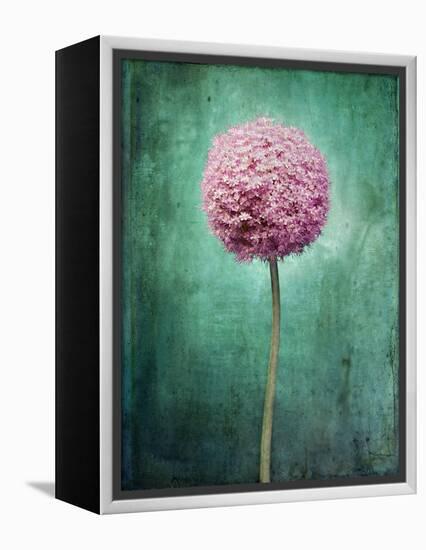 Allium, Flower, Blossom, Still Life, Allium Giganteum, Pink, Turquoise-Axel Killian-Framed Premier Image Canvas