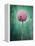 Allium, Flower, Blossom, Still Life, Allium Giganteum, Pink, Turquoise-Axel Killian-Framed Premier Image Canvas