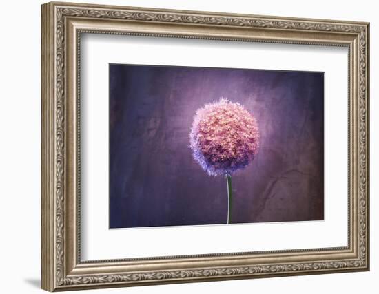 Allium, Flower, Blossom, Still Life, Allium Giganteum, Pink-Axel Killian-Framed Photographic Print