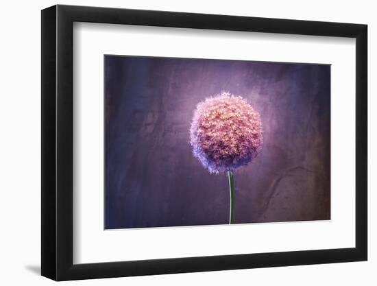 Allium, Flower, Blossom, Still Life, Allium Giganteum, Pink-Axel Killian-Framed Photographic Print