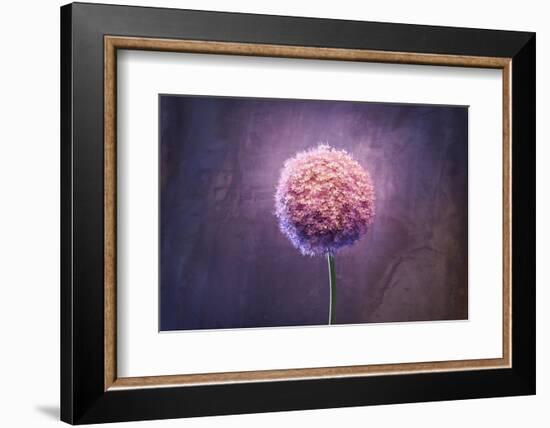 Allium, Flower, Blossom, Still Life, Allium Giganteum, Pink-Axel Killian-Framed Photographic Print