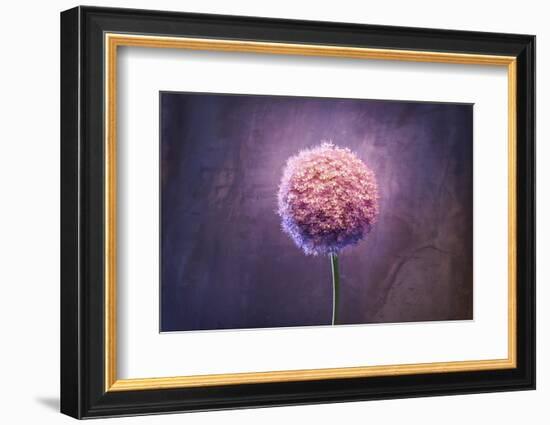 Allium, Flower, Blossom, Still Life, Allium Giganteum, Pink-Axel Killian-Framed Photographic Print