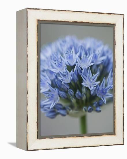 Allium flower-Clive Nichols-Framed Premier Image Canvas