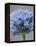 Allium flower-Clive Nichols-Framed Premier Image Canvas