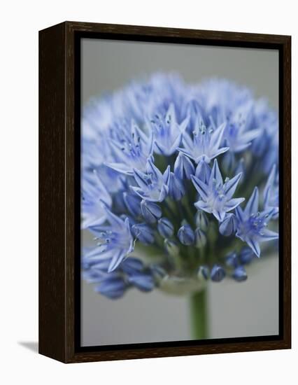 Allium flower-Clive Nichols-Framed Premier Image Canvas