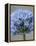 Allium flower-Clive Nichols-Framed Premier Image Canvas