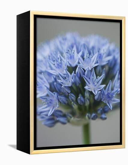 Allium flower-Clive Nichols-Framed Premier Image Canvas