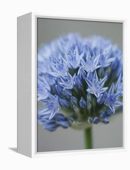 Allium flower-Clive Nichols-Framed Premier Image Canvas