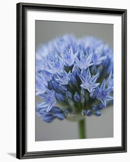 Allium flower-Clive Nichols-Framed Photographic Print