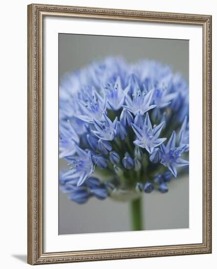 Allium flower-Clive Nichols-Framed Photographic Print